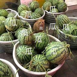 娱乐瓜吃瓜